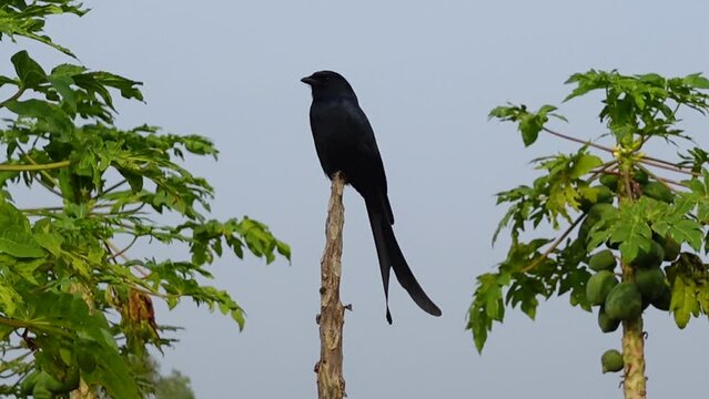 Asian Black drongo (Dicrurus macrocercus) bird sitting on tree branch in papaya garden.