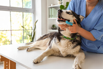 Veterinarian brushing Siberian Husky dog's teeth during dental hygiene procedure in clinic