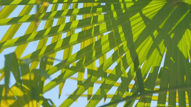 Bright Green Leaf Texture. Ecological Concept. Beautiful Palm Leaves Of Tree In Sunlight. Close up.