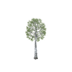 Green birch tree: nature, ecology and conservation - symbol of strength, endurance, power and life. Isolated on transparent background.