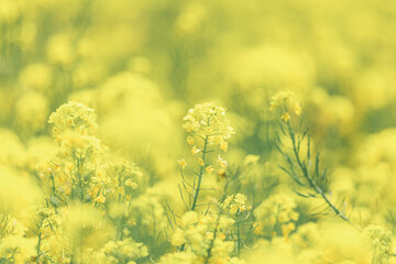 春｜菜の花のクローズアップ