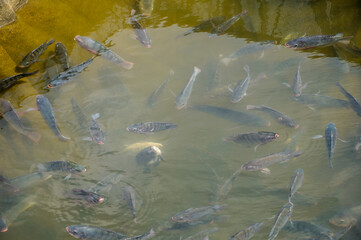 Obraz premium a group of mujair fish gather to appear above the surface of the pond water