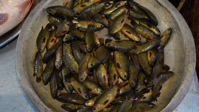 Freshwater Climbing Perch Fish (Koi Maas) on silver plate for sale at local fish market.