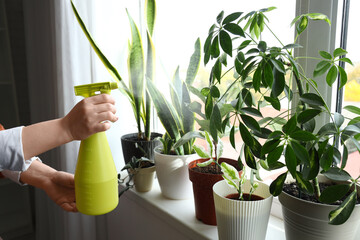 Woman watering plants on windowsill at home - obrazy, fototapety, plakaty