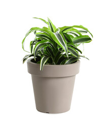 Pot with Dracaena plant on white background