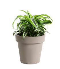 Pot with Dracaena plant on white background