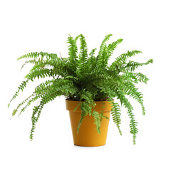 Green fern in pot on white background