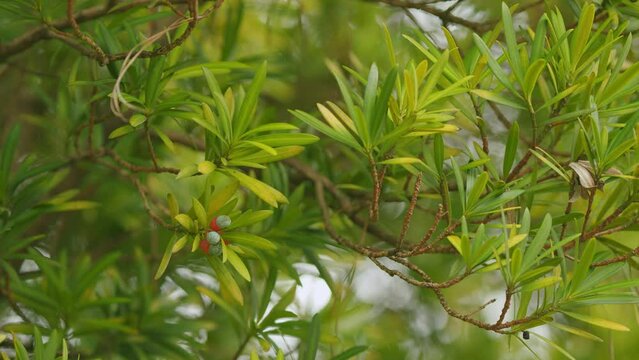 European Yew Or Podocarpus Macrophyllus. Leaves Are Thick And Glossy. Buddhist Pine. Bokeh.