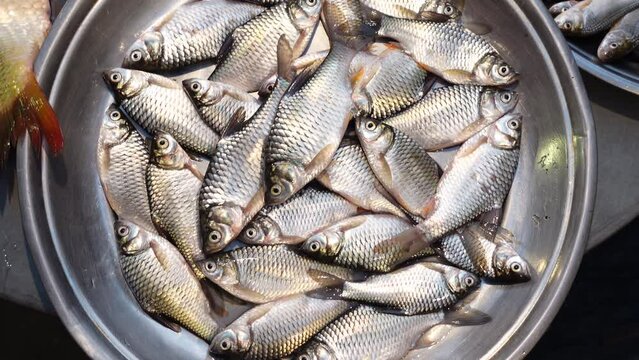 Medium size pool barb (puti fish) kept on a silver plate for sale in the local fish market.