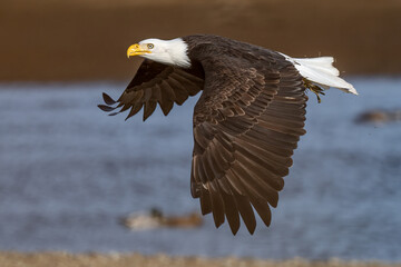 eagle in flight