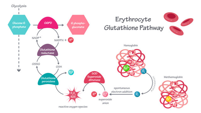 Erythrocyte glutathione enzymatic pathway vector illustration graphic