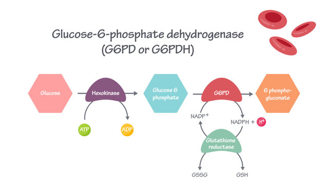 G6PD Glucose-6-Phosphate Dehydrogenase Pathway vector illustration graphic