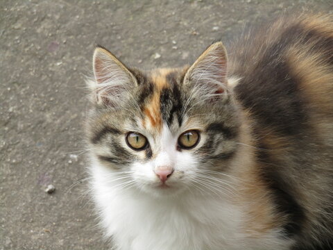 Gato calic&oacute; de 3-5 meses 
