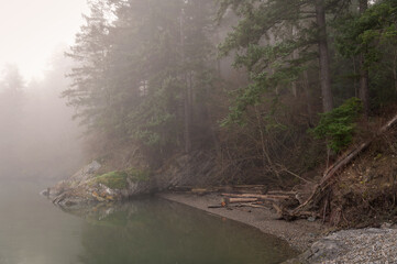 Foggy morning on an island shoreline in the Salish Sea area of Washington state. Beautiful atmospheric day on the coast of Lummi Island surrounded by a fir forest and a small rocky beach.