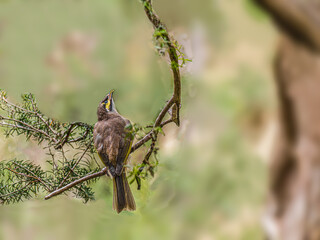 Singing Honeyeater