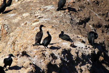 Cormorants on vacation on a rocky shore