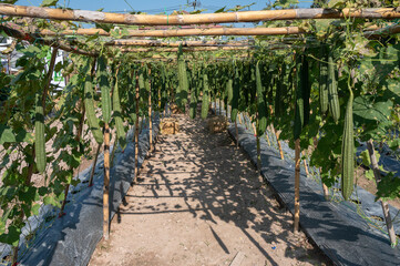 Bitter gourds growing in a farm. Bitter gourd is an important vegetable crop and is grown for its...