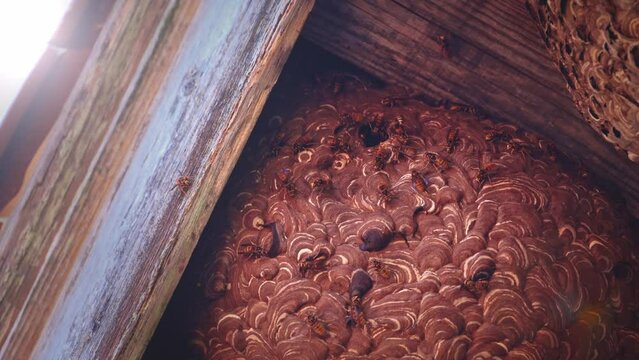 Large Japanese hornet nest