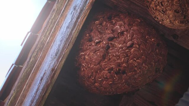 Large Japanese hornet nest