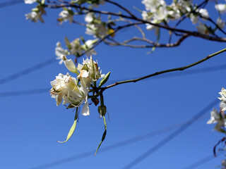 Branch of blooming white orchid tree (Bauhinia variegata) against the blue sky