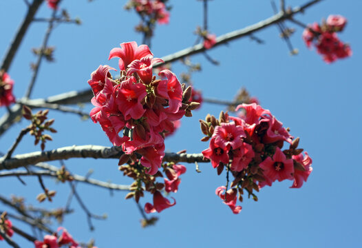 Branches of blooming little kurrajong tree (Brachychiton bidwillii) against the blue sky