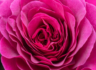 Close up of Berry Rose