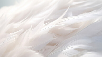 Obraz premium Soft white feathers in natural light, symbolizing purity and lightness.