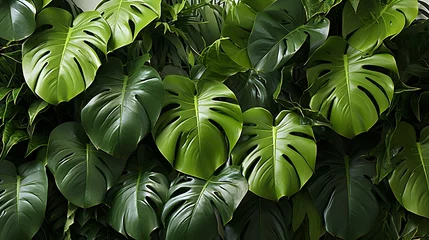 Foto op Canvas Dark green leaves of monstera or split-leaf philodendron (Monstera deliciosa) the tropical foliage plant growing in wild isolated on white background : Generative AI © Generative AI