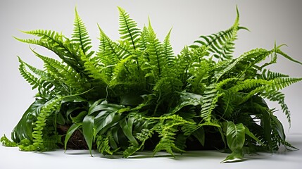 Green leaves tropical foliage plant bush of cascading Fishtail fern or forked giant sword fern (Nephrolepis spp.) the shade garden landscaping shrub plant isolated on white background : Generative AI - Powered by Adobe