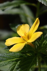 Damiana flower plant yellow Garden
