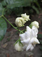 Obraz na płótnie Canvas white roses that bloom in the morning