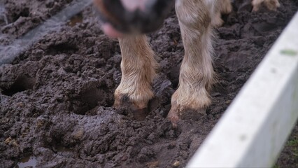 Legs and Hoofs of Breeding Horse Standing in Neglected Muddy Paddock at Stud Farm