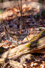 Ruffed Grouse (Bonasa umbellus) with tail fanned out