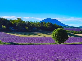Provence landscape with lavender fields, France