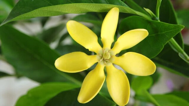 Gardenia carinata Wall. ex Roxb. Blooming Gardenia carinata wall flower with green leaves in the garden.