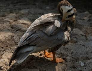 Bar-headed goose (Anser indicus). Morning toilet of waterfowl. (Eulabeia indica).