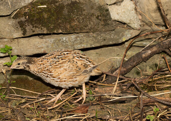 Common quail (Coturnix coturnix), or European quail, is a small ground-nesting game bird in the pheasant family Phasianidae.