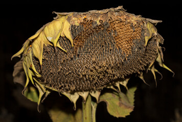 Helianthus, sunflower close-up. Ripe agricultural crop, before harvesting. Destruction of ripe crops by birds. Sabotage.