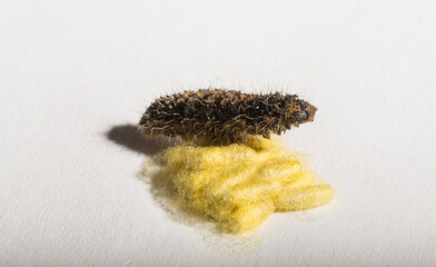 Apanteles glomeratus, Pieris brassicae. Parasitization of insects among themselves. Koinobiont parasitoid wasps.