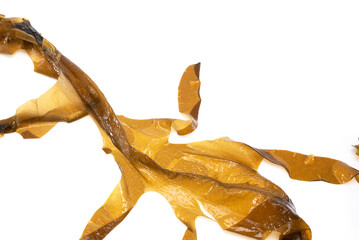 Laminaria (Kelp) Seaweed Isolated on White Background.Fresh seaweed wakame