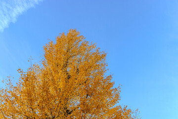 秋の空と紅葉したイチョウ