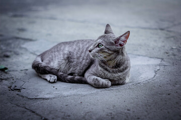 Uma gata sentando no chão relaxando