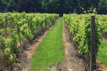 Fototapeta na wymiar Wine grape vines in the vineyards