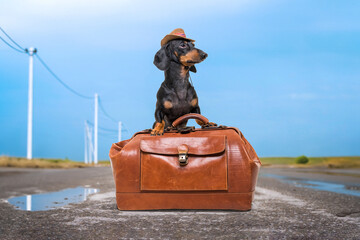Dachshund dog sit in cowboy hat, sits on leather bag in middle of broken road with puddle, blue sky, purposefully looks into distance Overcoming obstacles, achieving goal, opportunities Finding myself