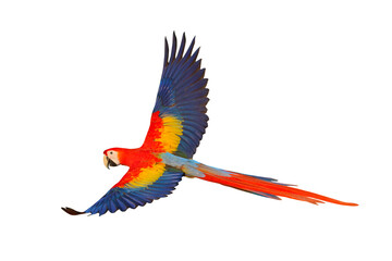 Obraz premium Colorful flying parrot isolated on transparent background png file
