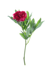 Obraz premium Beautiful red peony with leaves isolated on white