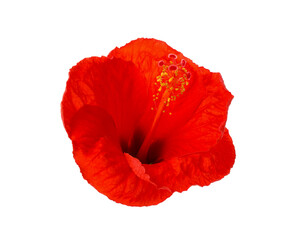 Beautiful red hibiscus flower isolated on white