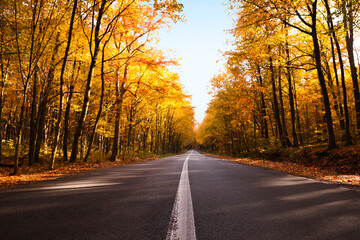Obraz premium Beautiful view of asphalt road going through autumn forest