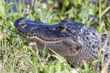 Florida Wetland Wildlife: Closeup of a Sunbathing Wild Alligator in Natural Habitat