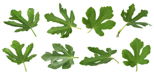 Green fig leaves isolated on white, set - obrazy, fototapety, plakaty